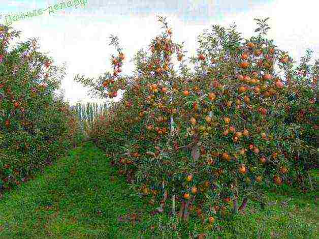 the best varieties of apple trees semi-dwarfs