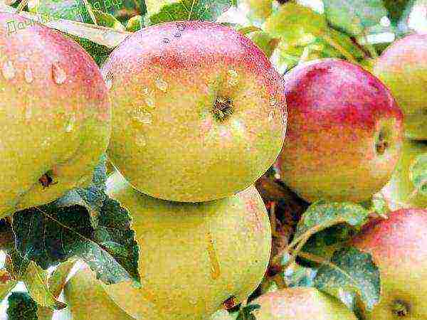 the best varieties of apple trees semi-dwarfs