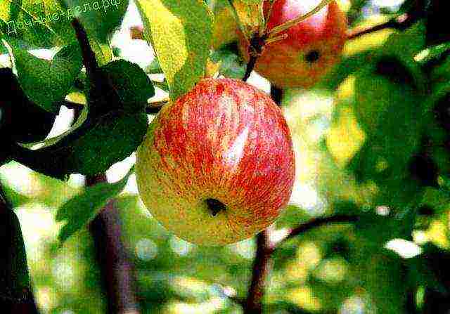 the best varieties of apple trees semi-dwarfs