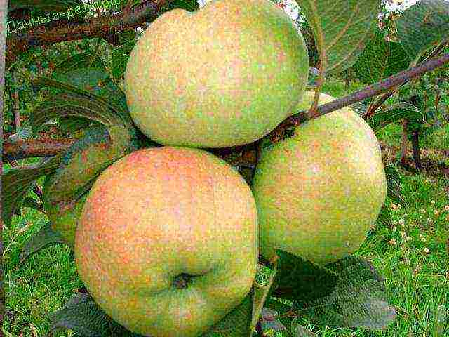 the best varieties of apple trees semi-dwarfs