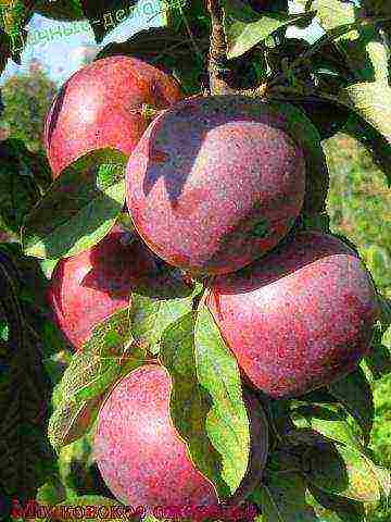 the best varieties of apple trees semi-dwarfs