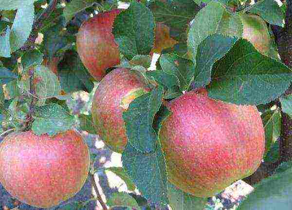 the best varieties of apple trees in Belarus