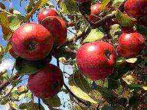 the best varieties of apple trees in Belarus