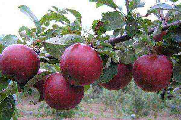 the best varieties of apple trees in Belarus
