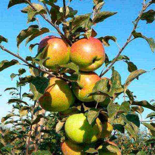 the best varieties of apple trees in Belarus