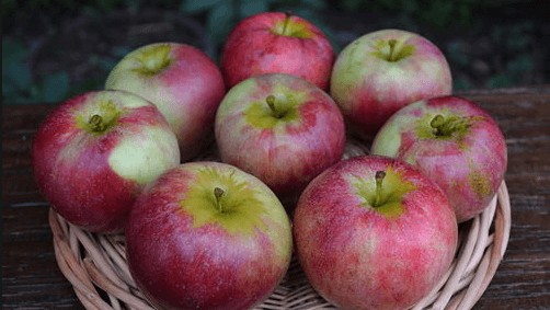 the best varieties of apple trees, winter varieties