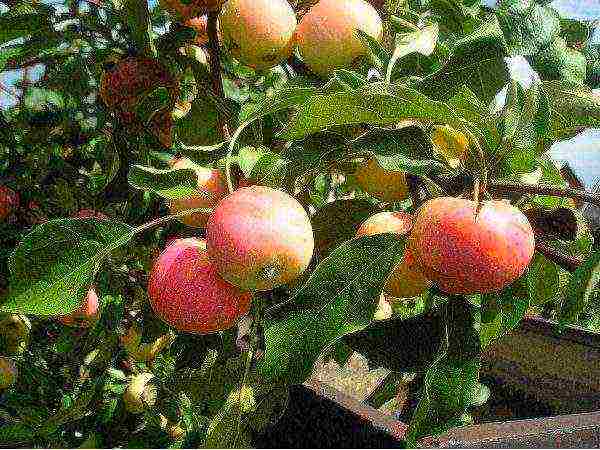 the best varieties of apple trees, winter varieties