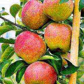 the best apple varieties for the Urals