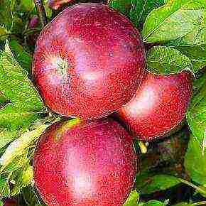 the best apple varieties for the Urals