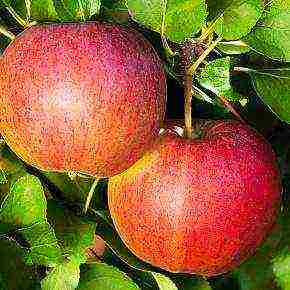 the best apple varieties for the Urals