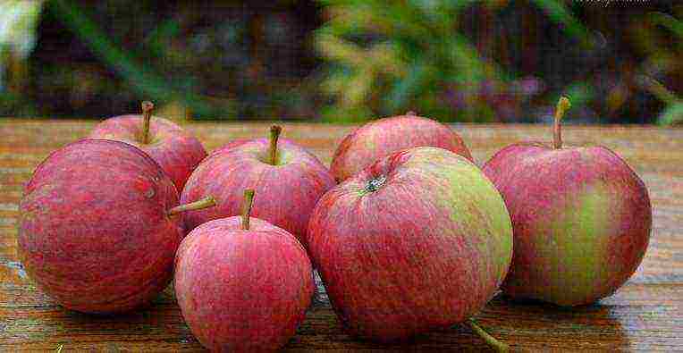 the best apple varieties for the Urals