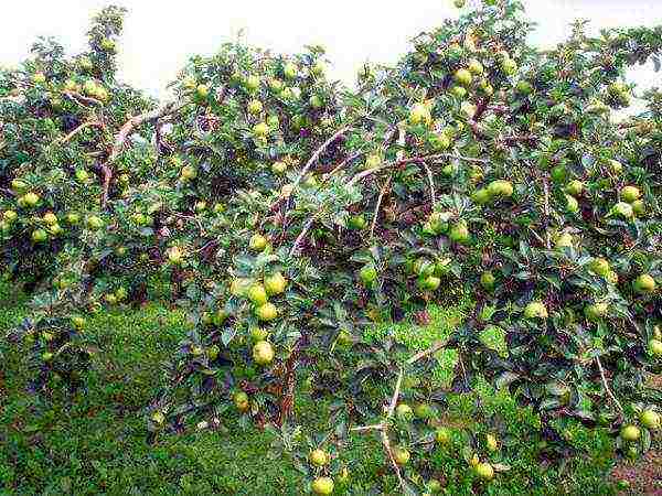 the best apple varieties for the Urals