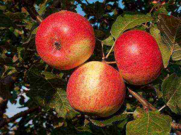 the best apple varieties for the Urals