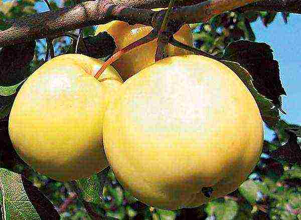 the best apple varieties for the Urals