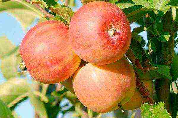 the best apple varieties for the Urals