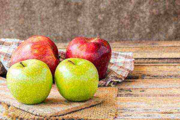 the best apple varieties for the Urals