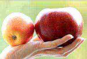 the best apple varieties for the Urals