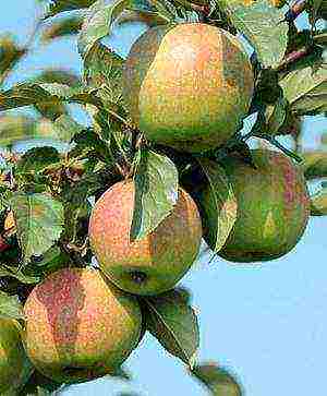 the best apple varieties for the Urals