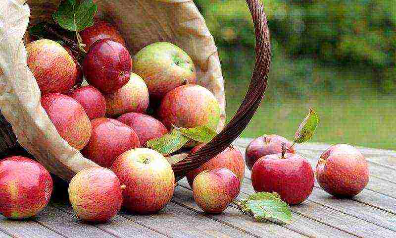 the best apple varieties for the Urals