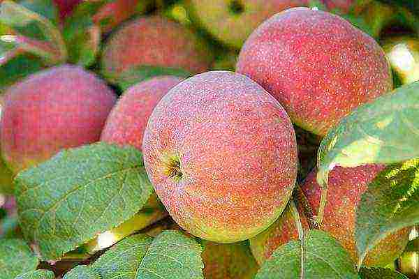 the best apple varieties for the Urals