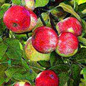 the best apple varieties for the Urals