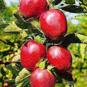 the best apple varieties for the Urals