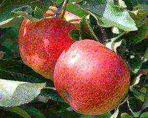 the best apple varieties for the Urals