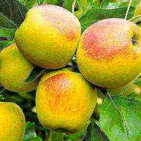 the best apple varieties for the Urals