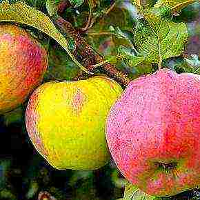 the best apple varieties for the Urals