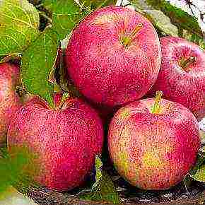 the best apple varieties for the Urals