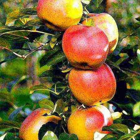 the best apple varieties for the Urals