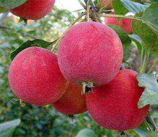 the best apple varieties for the Urals