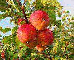 the best apple varieties for the Urals