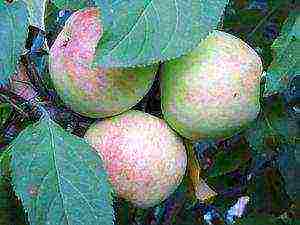 the best apple varieties for the Urals