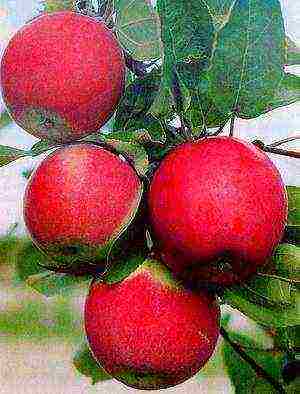 najbolje ukrajinske sorte jabuka