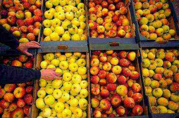 the best varieties of apple trees in Ukraine