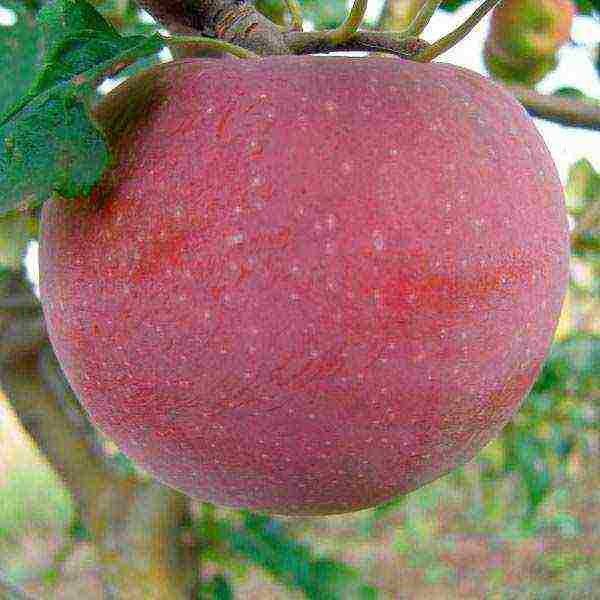 the best varieties of apple trees in Ukraine