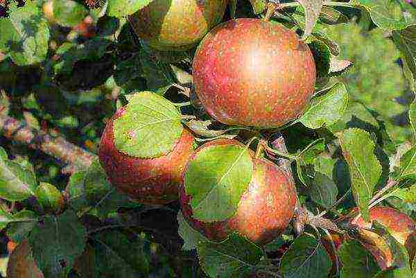 the best varieties of apple trees in Ukraine