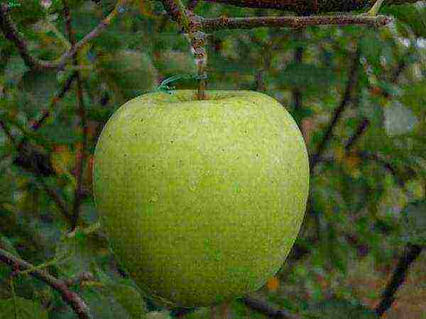najbolje ukrajinske sorte jabuka
