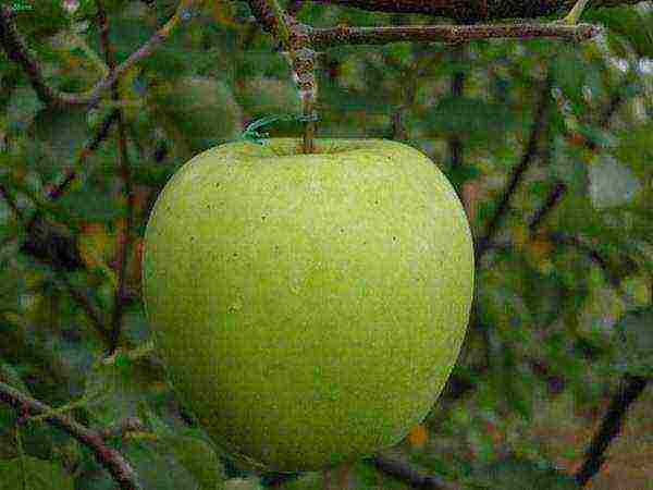 the best varieties of apple trees in Ukraine