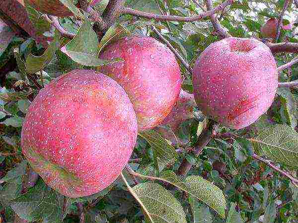 the best varieties of apple trees in Ukraine