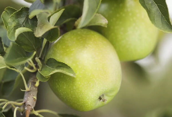 the best varieties of apple trees in Ukraine