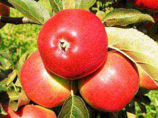 the best varieties of apple trees in Ukraine