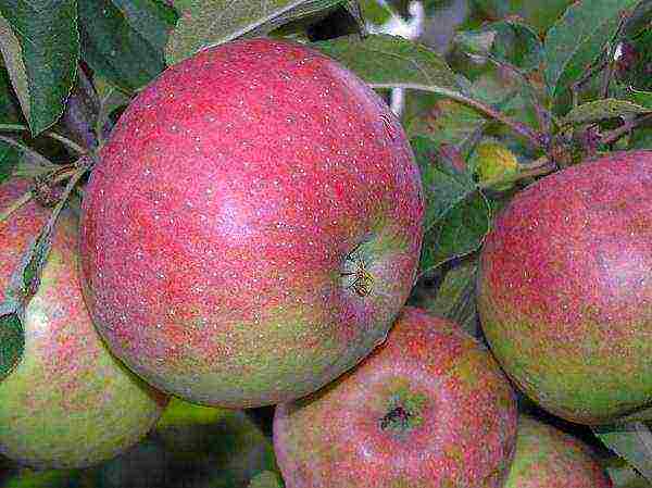 the best varieties of apple trees in Ukraine