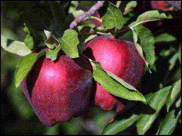 the best varieties of apple trees in Ukraine