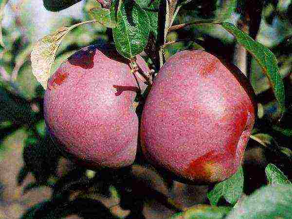 the best apple varieties of ukraine