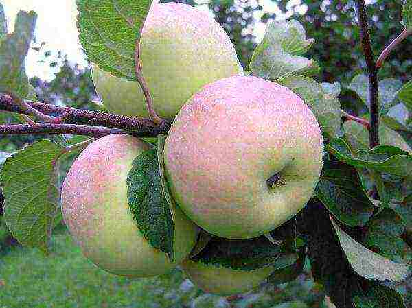 the best varieties of apple trees in Ukraine