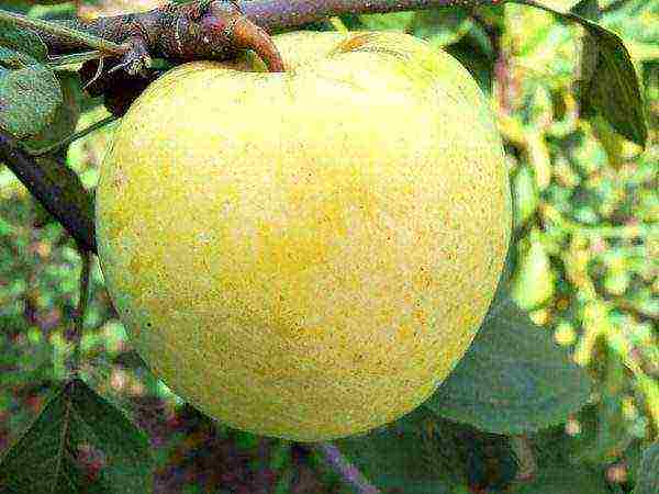 the best varieties of apple trees in Ukraine