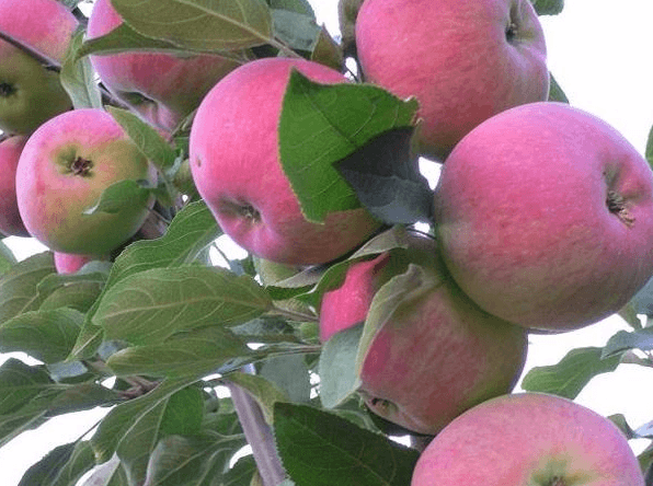 the best apple varieties of ukraine