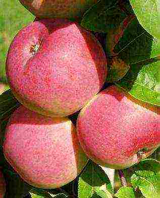 the best apple varieties of ukraine
